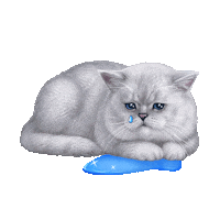 Cat Britishcat Sticker by British cats cattery and Apollo cat.