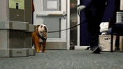 Happy Butler Bulldogs GIF by Butler University