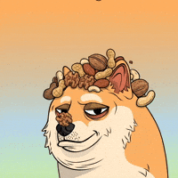 Shiba Inu Lol GIF by Doge Pound