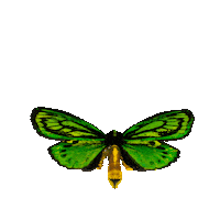 michaeldamnitz butterfly schmetterling michaeldamnitz damnitz Sticker