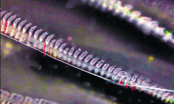 plankton GIF by Caitlin Burns