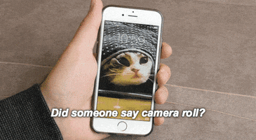cat camera roll GIF by Product Hunt