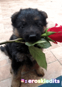 To Love Dog GIF