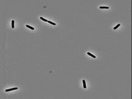 harvardmed protein bacteria harvard antibiotic GIF