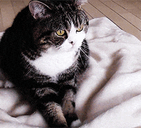 kneading maru the cat GIF