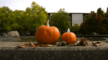 Fall Canada GIF by University of Victoria