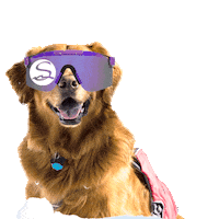 Lake Tahoe Dog Sticker by Sierra-at-Tahoe