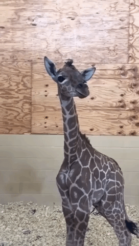 Texas Zoo Captures Rare Footage of Giraffe Calf's Vocalization
