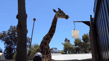 Nolean the Giraffe Prepares for Giant-Sized Pedicure