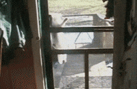 cats lol GIF by America's Funniest Home Videos
