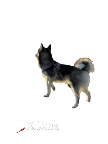 Dogs Look There Sticker by Global Tara Entertainment