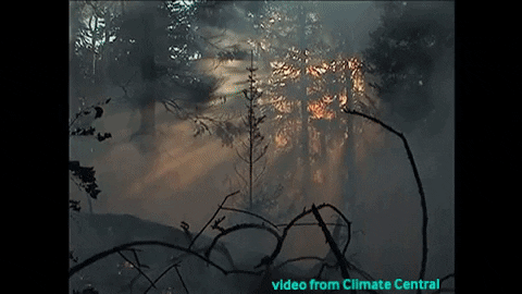 mswettwalker giphygifmaker forest fire wildfire GIF