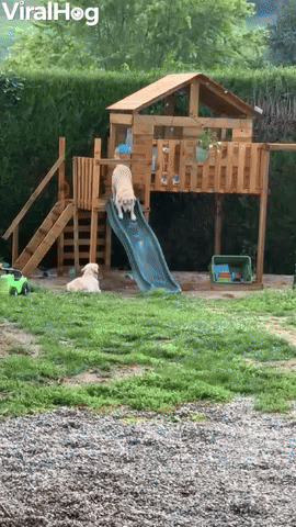 Golden Retrievers Apprehensive About Slide 