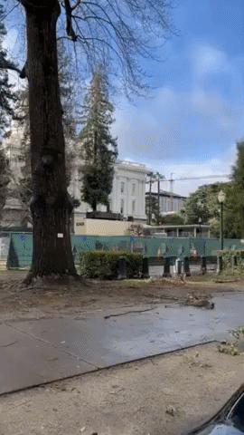 Damaging Winds Down Trees Outside California State Capitol as Deadly Storms Continue