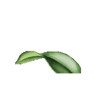 Leaves Verde Sticker