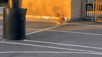 cuteanimalland giphyupload GIF