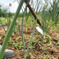 Digging Spring Onions GIF by TRT