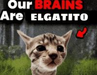 Cat Kitty GIF