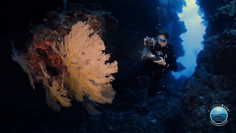 MissionBlue giphyupload diving scuba coral reef GIF