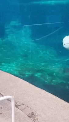 cuteanimalland giphyupload GIF