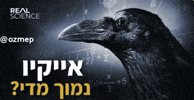 Crow Hebrew GIF