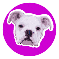 Bulldog Kala Sticker by Giras de estudio