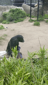 OaklandZoo animals bye zoo see ya GIF