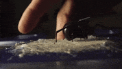 Spider Web GIF by Science Friday