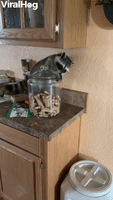 Clever Raccoon Breaks Into Treat Jar Jackpot