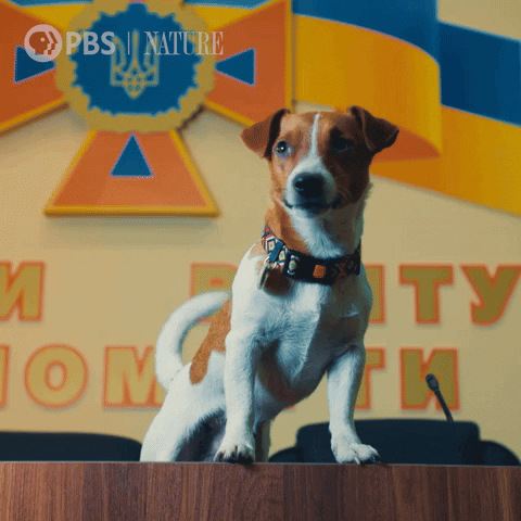 Pbs Nature Dog GIF by Nature on PBS