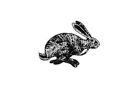 Cartoon Bunny Sticker
