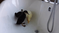 Pet Ducks Enjoy a Bath