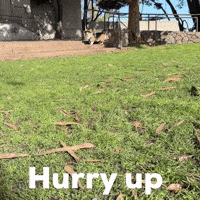 Hurry Up GIF