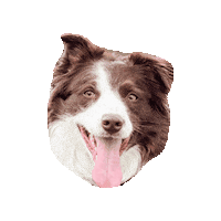 Border Collie Dog Sticker by The Siciliano Group