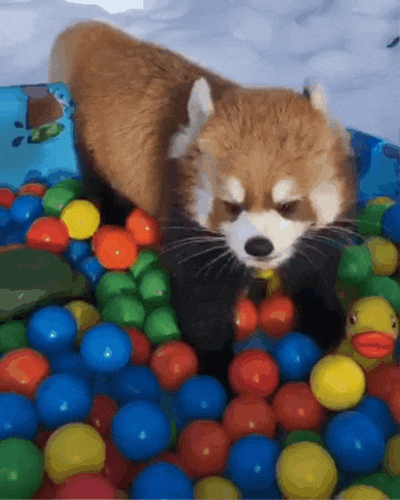 Playing Red Panda GIF by Valley Zoo Development Society