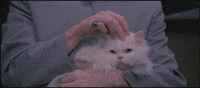 austin powers persian GIF