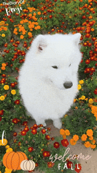 Fall Flowers GIF