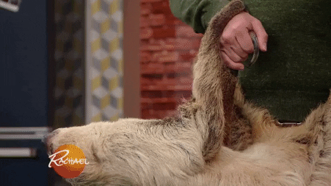 holding on sloth GIF by Rachael Ray Show