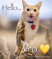 Funny Cat GIF