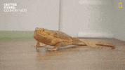 Happy National Geographic GIF by Nat Geo Wild