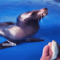 Sea Lion Seal GIF