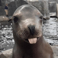 Sea Lion Lol GIF by Aquarium of the Pacific