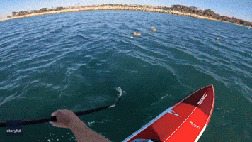 Unlikely Encounter With Puffer Fish Delights Paddleboarder