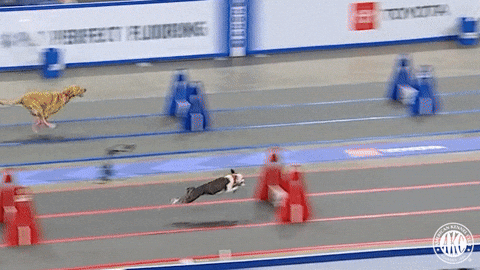 Fetch Espn GIF by American Kennel Club