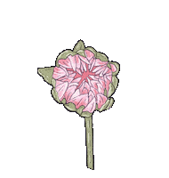 Summer Pink Sticker