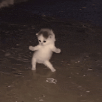 Dance Cat GIF by Respective