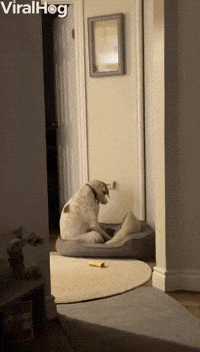 Dog Plays Some Piano On His Dog Bed