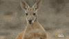 kangaroo dundee australia GIF by Nat Geo Wild 