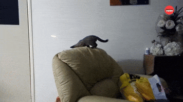 Kitten Launch