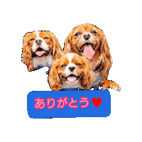 Puppy Cavalierkingcharlesspaniel Sticker